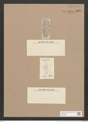 Amphora cuneata Cleve (de-Toni-Nr.: Genus 36, Species 1602) Zeichnungen Sammlung Grunow Nr. 3078 (NHMW-BOT-W0370483)